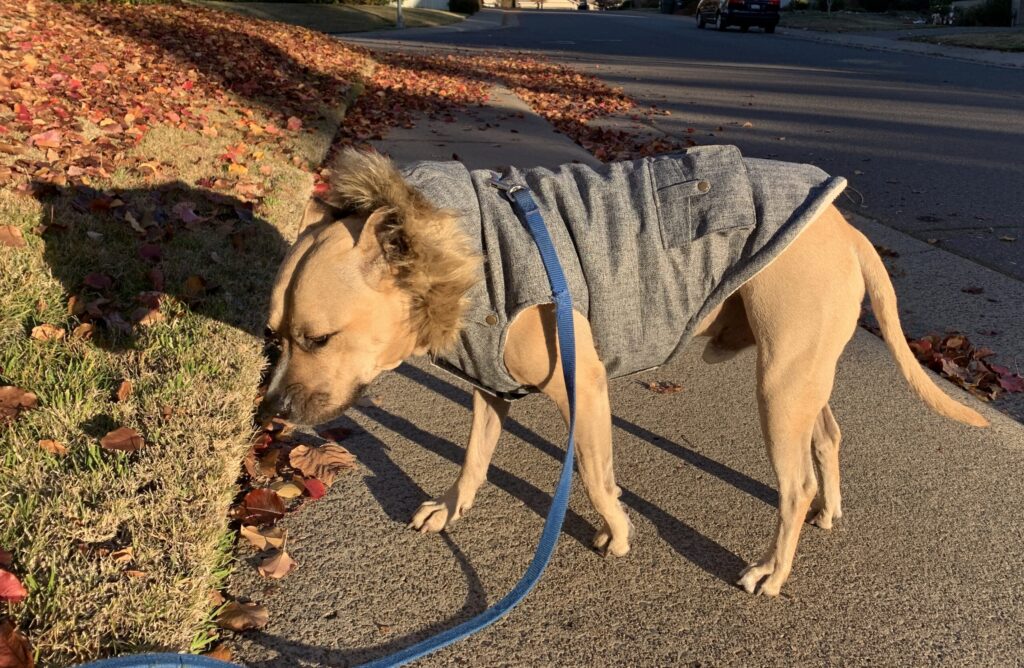 Dog wearing a new coat