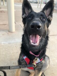 "Dusty", a 6 month old German Shepherd with brown eyes focused on her off-camera trainer and mouth open, is training to be a Service dog at a public location.
