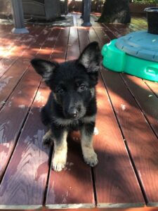 "Dusty" Aimes, a 7-week old German Shepherd puppy with large stand up ears she will grow into, looks curiously while on the wooden back deck.
