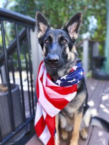 "Dusty", an adult German Shepherd, is caped by the American flag as she sits at attention on a wooden deck with trees in the background.