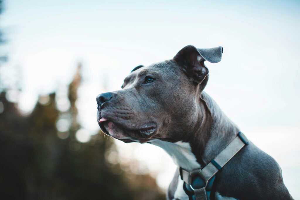 A brown and white pitbull with perked ears looks forward while the sun has gone below the trees.