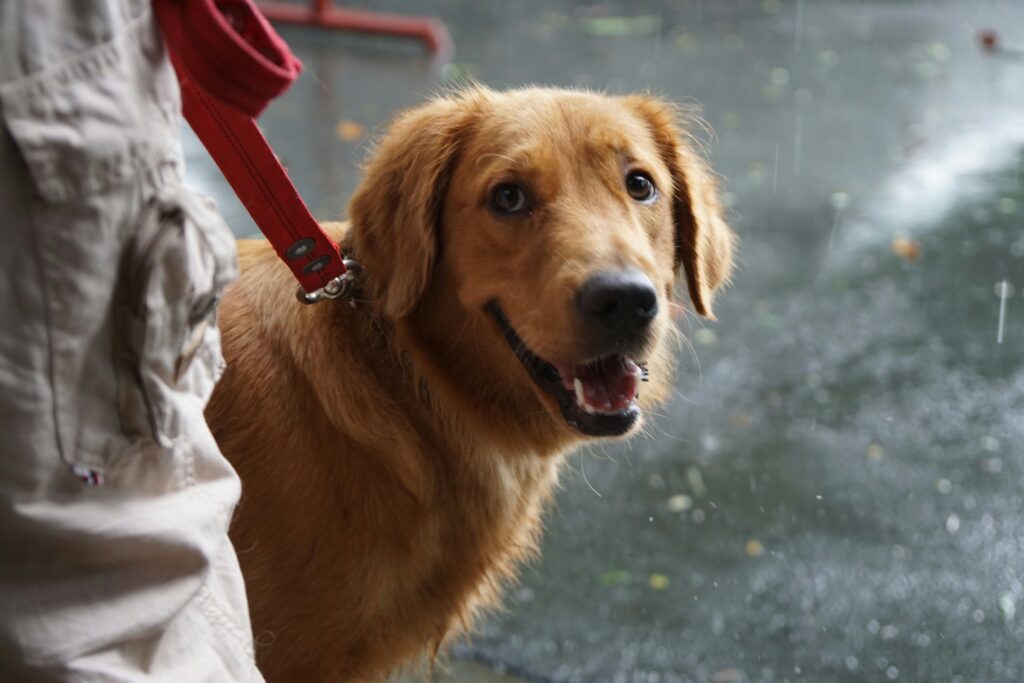 Tan retriever dog looking at the camera while on a short leash from his trainer, who is mainly off camera.