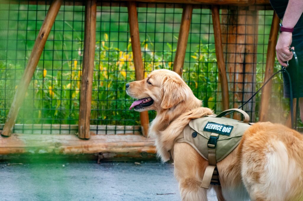 A golden retriever with a service dog vest being walked by his handler who is off camera.