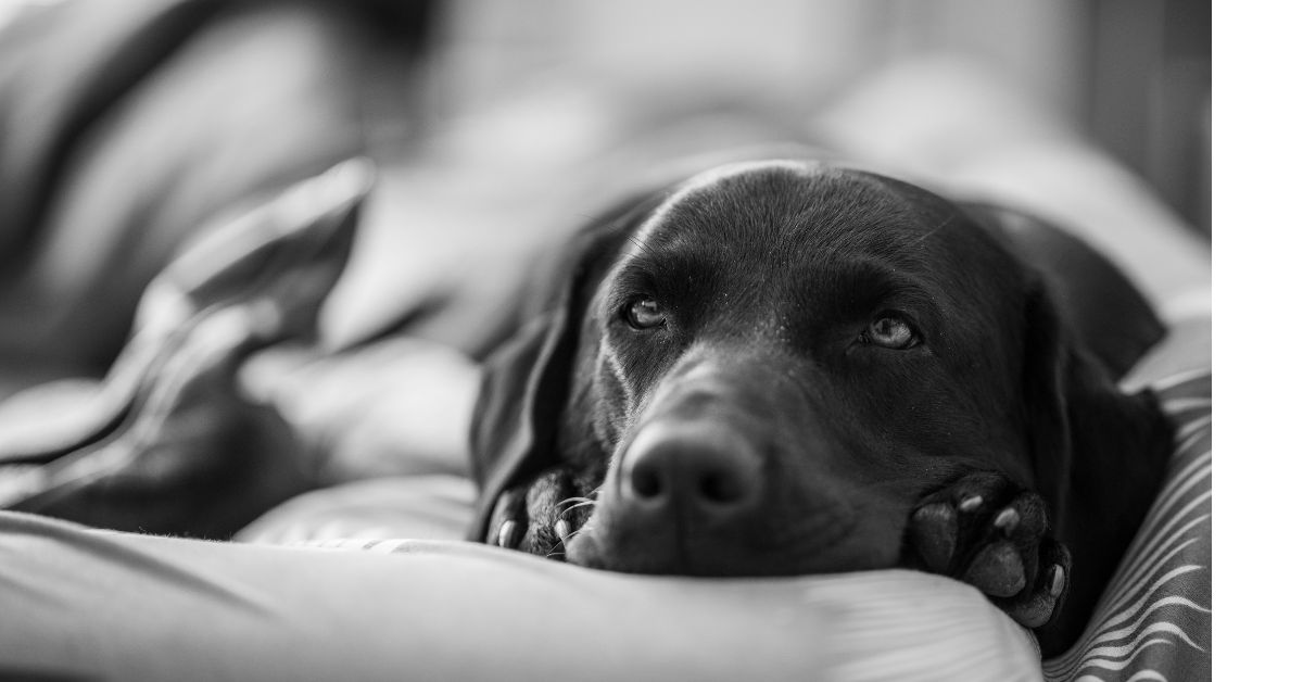 Black lab laying on the bed