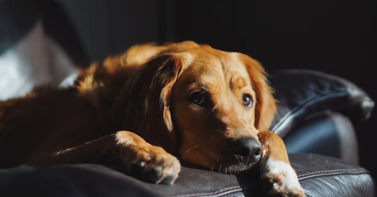Brown dog laying in chair