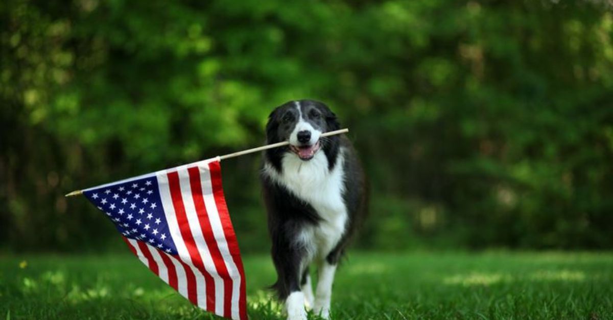 Dog running with flag in its mouth.