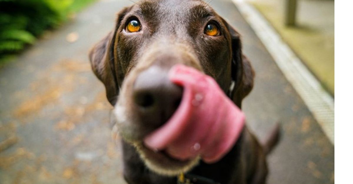 Up close shot of brown lab with tongue sticking out