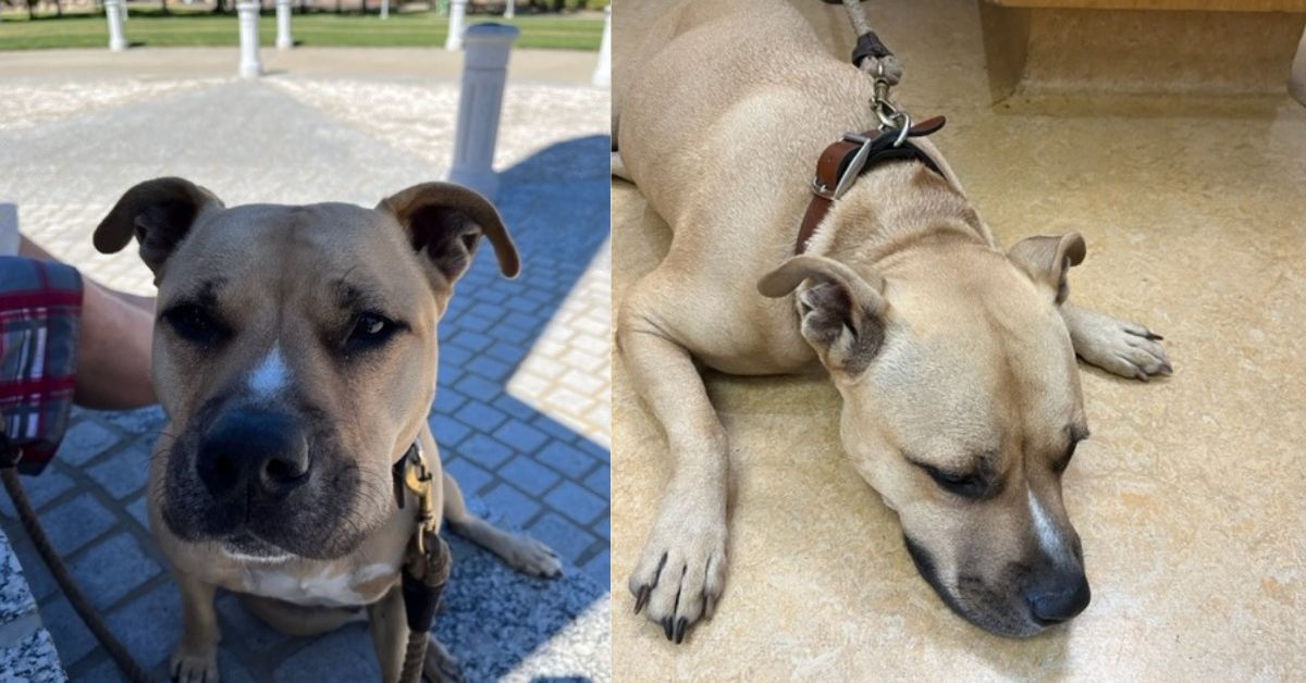 Veteran Owned Service Dog tan pitbull