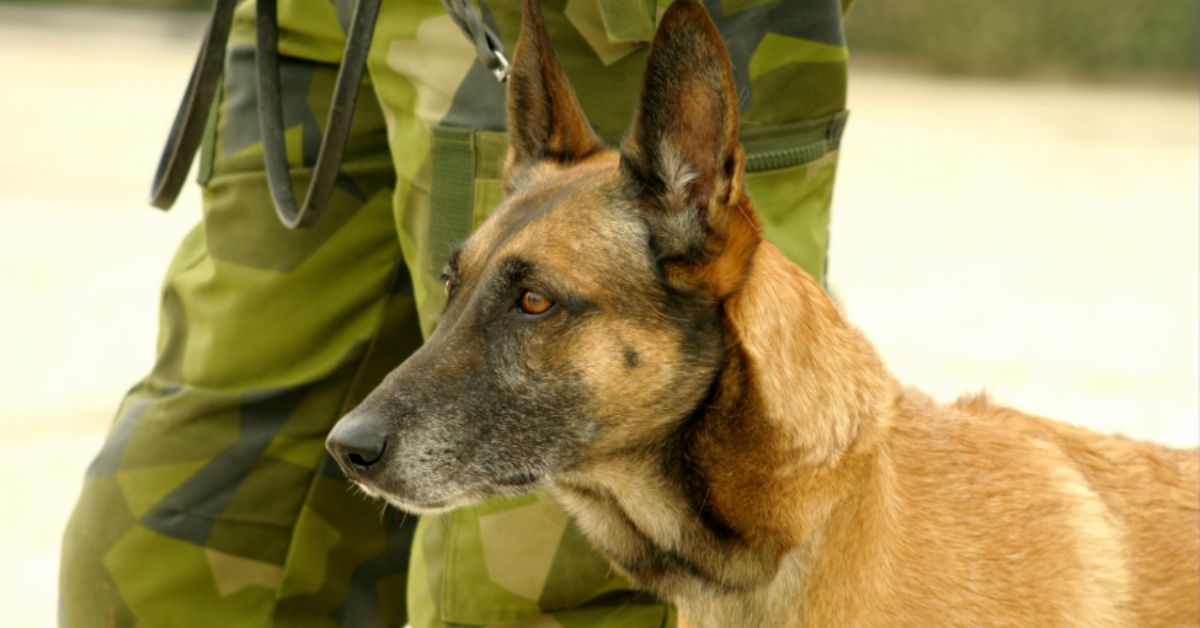 Malinois Dog working in the Military