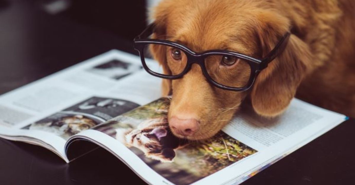 Dog wearing glasses laying on a book