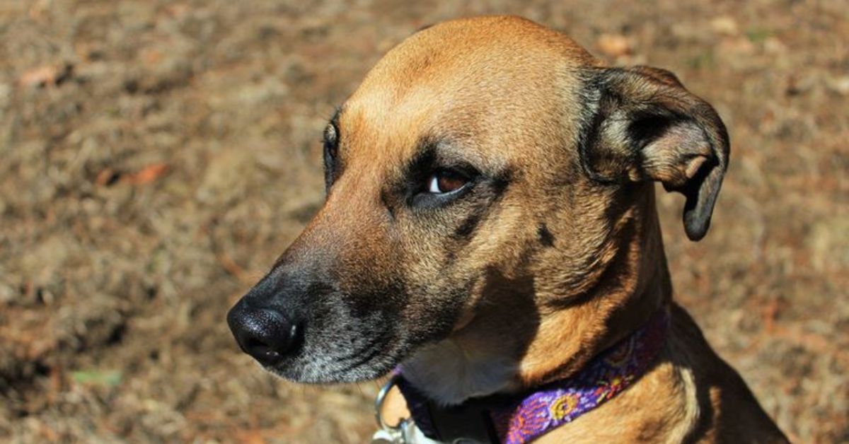 Sad looking dog with purple collar
