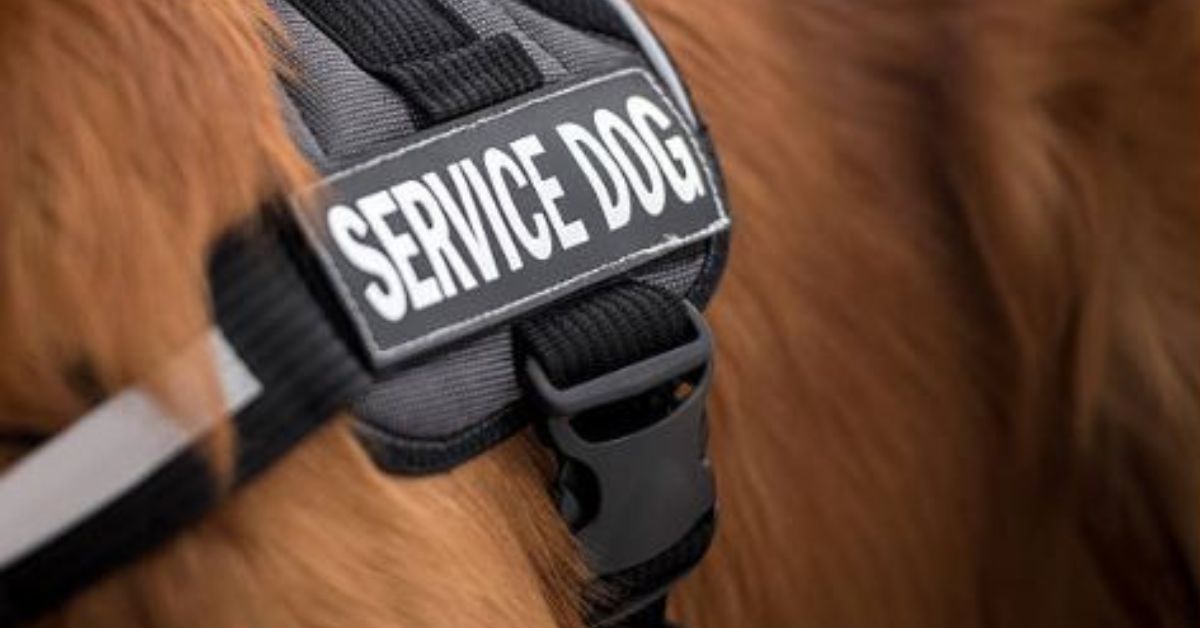 Brown Dog wearing a service dog vest