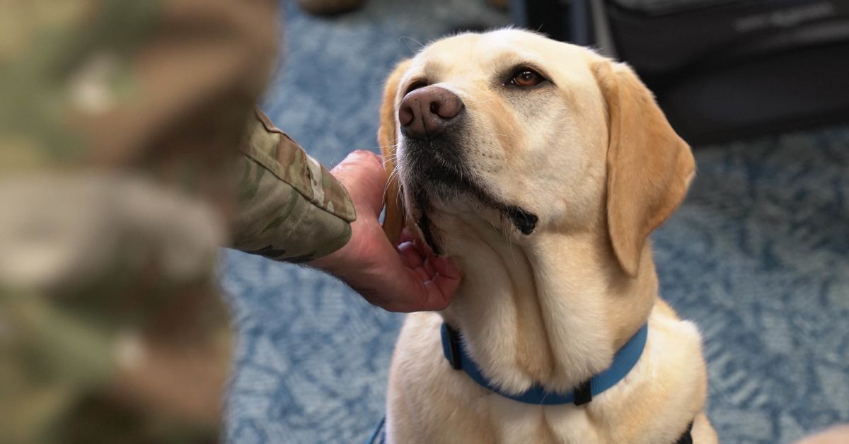 White Lab being scratched behind the ear