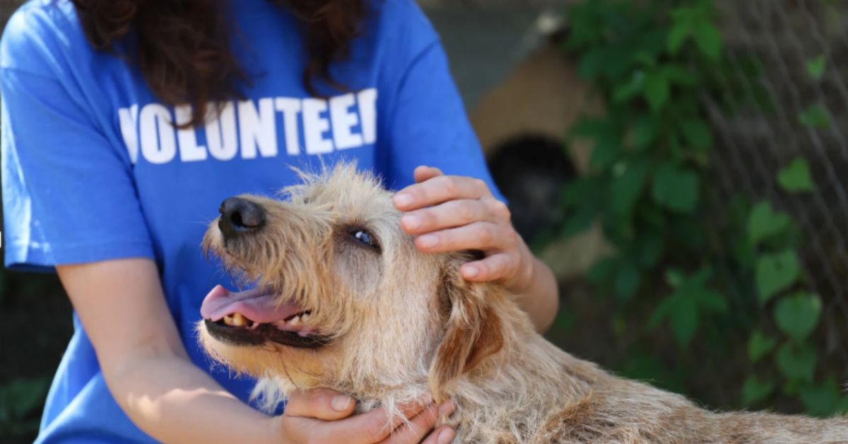 Volunteer with blue shirt and dog