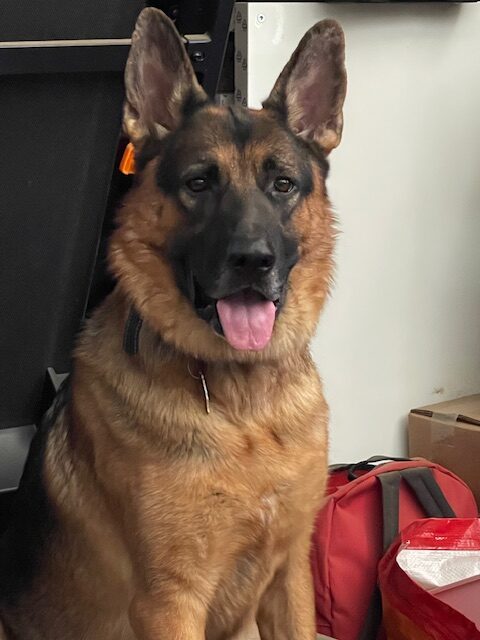 German Shepherd named Brutus