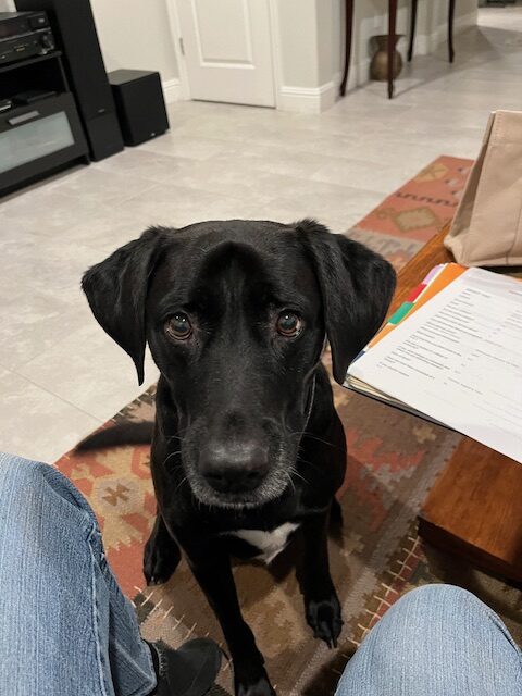 Black Lab